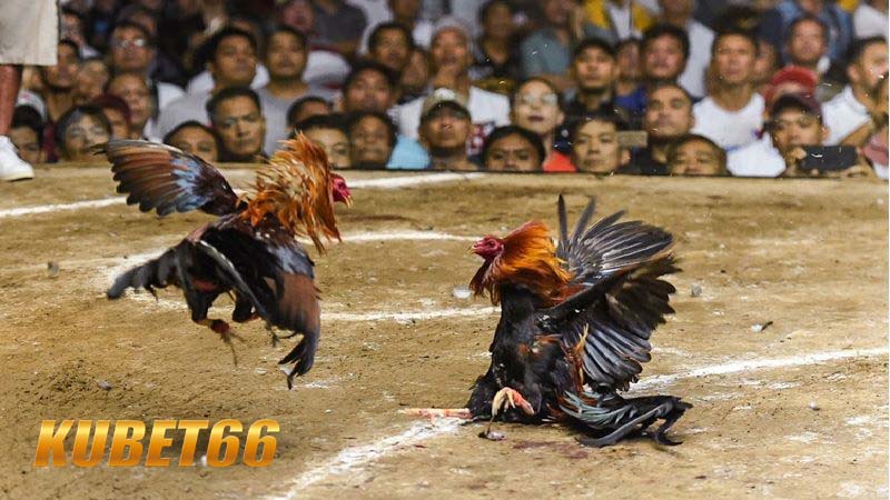 Các bước Đăng nhập Kubet66 cho người mới bắt đầu